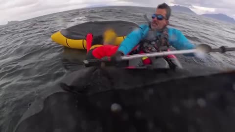 Video shows the moment a kayaker was briefly swallowed by whale