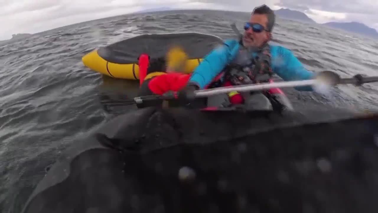 Video shows the moment a kayaker was briefly swallowed by whale