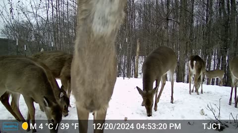 Deer Closeup