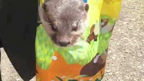 Rescue an otter ❤️