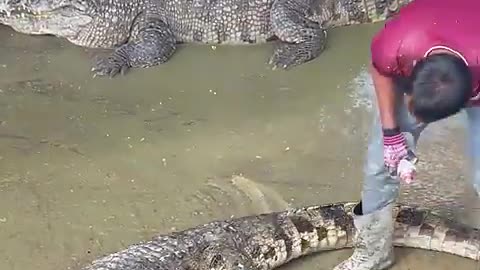 Funny animals