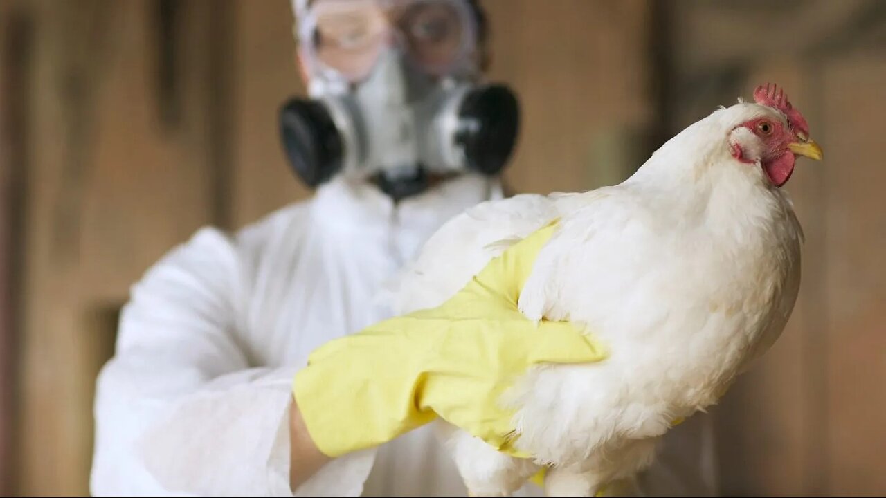 NWO: Fake bird flu plannedemic will soon be announced & poisonous vaccines will be mandatory (2)