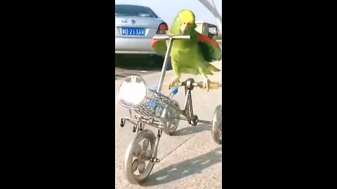 parrot drive cycle