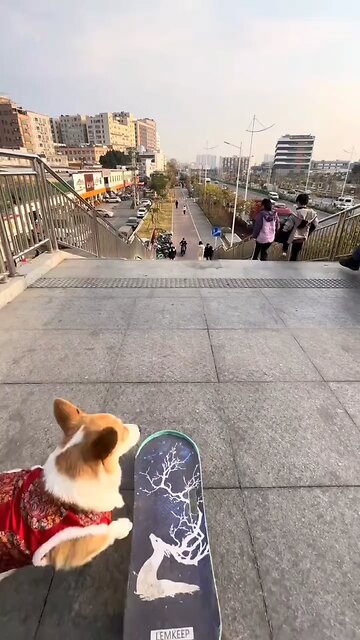 Dogs & Skating