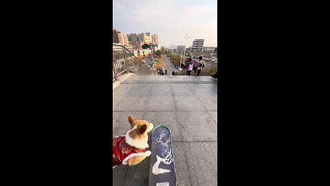 Dogs & Skating