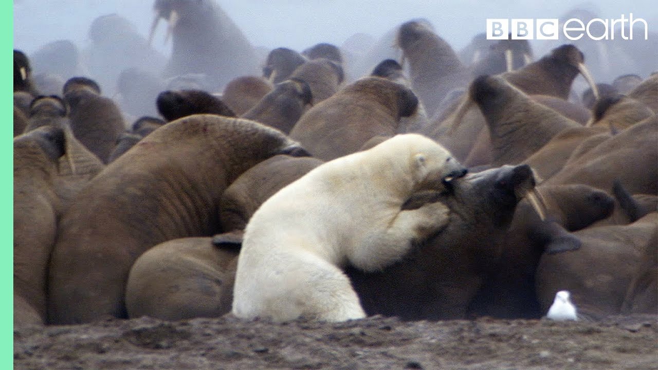 Polar Bear vs Walrus | Planet Earth | BBC Earth