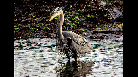 While out for a walk and doing some photography, I came across this beautiful #BlueHeron