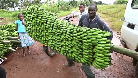 How This Farmer Transforms Bananas | Incredible Banana Growing and Harvesting Techniques!