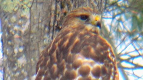 Red-shouldered hawk