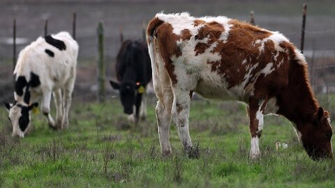 Why the new bird flu strain in cows is concerning