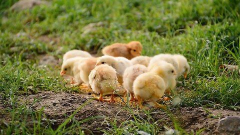 Here is the some tips how you feed’s Birds