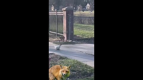 fox attack