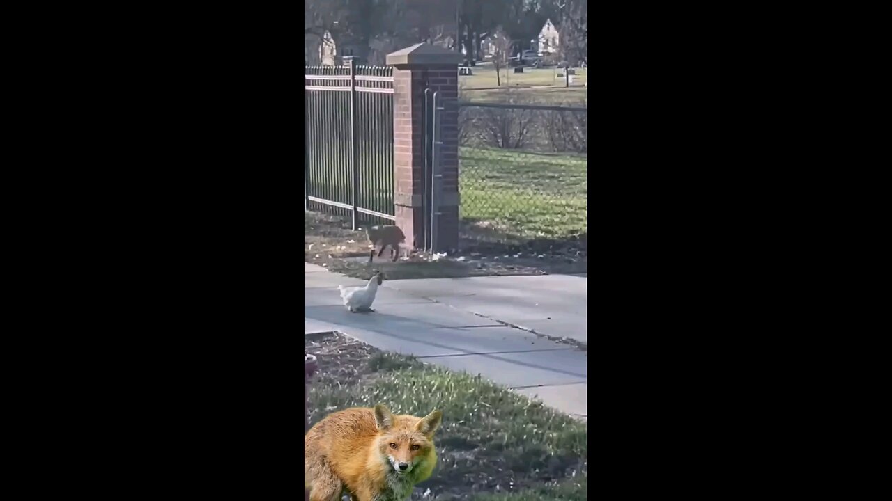fox attack