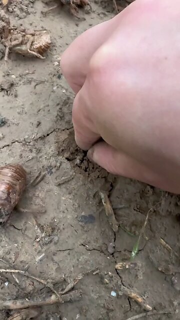 how to search insects | in search of insects | insect lover | insects collector | insects nest found