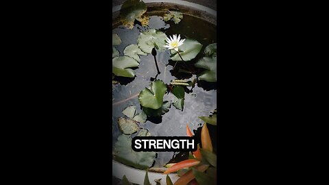 Rise Above Your Struggles – Like the Lotus