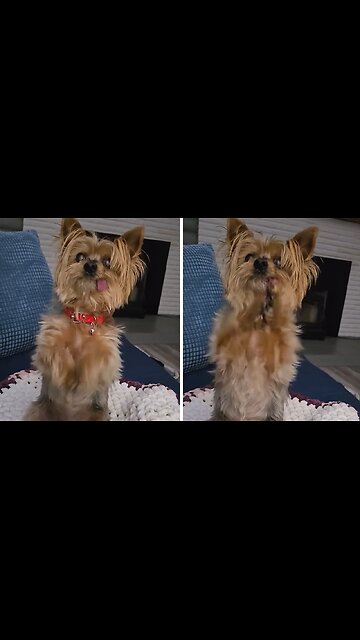 Adorable Senior Yorkie Begs for Food