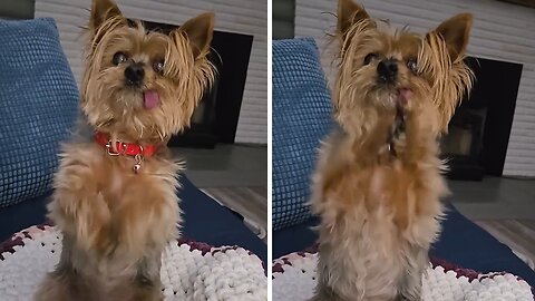 Adorable Senior Yorkie Begs for Food