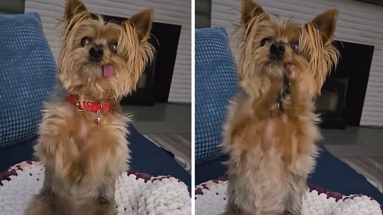 Adorable Senior Yorkie Begs for Food