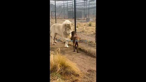 wildlife love story of a husky and a lion