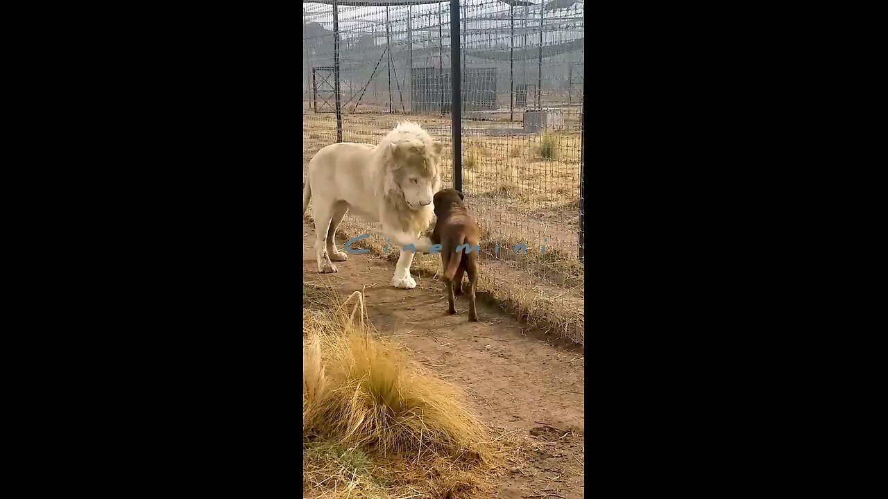 wildlife love story of a husky and a lion