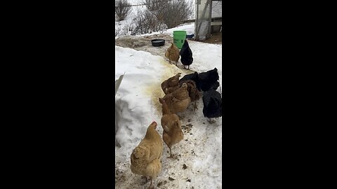 Chickens lookin to spring