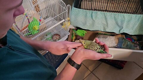 Nuts, Twenty-six Day Old Budgie Hops Out of Her Besting Box, Just Like Her Brother Did Yesterday