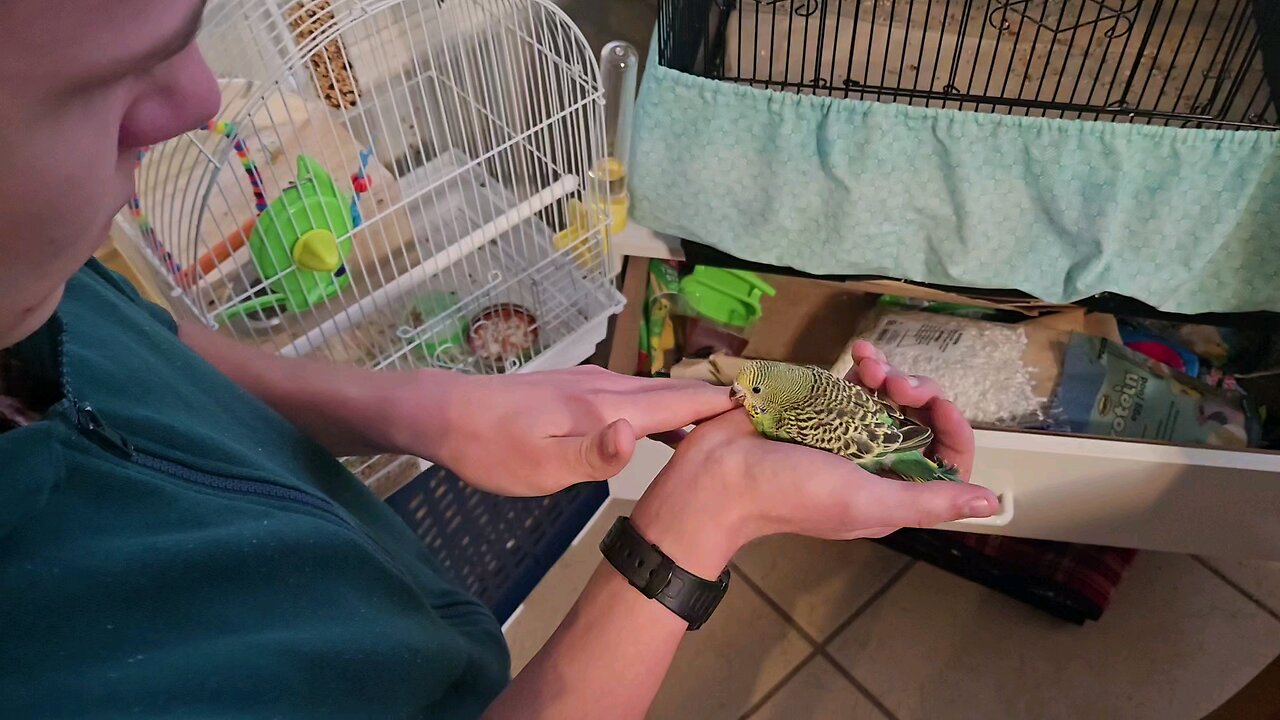 Nuts, Twenty-six Day Old Budgie Hops Out of Her Besting Box, Just Like Her Brother Did Yesterday