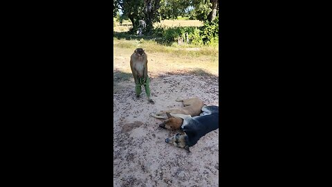 Awesome Mr. Monkey and his friends dogs