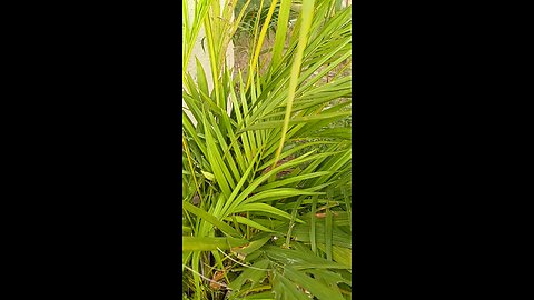 benefits of ugaoo areca palm plant # Beauty of the world