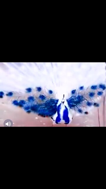 THE HOPE OF JESUS' RETURN - DAILY DEVOTIONAL ❤️