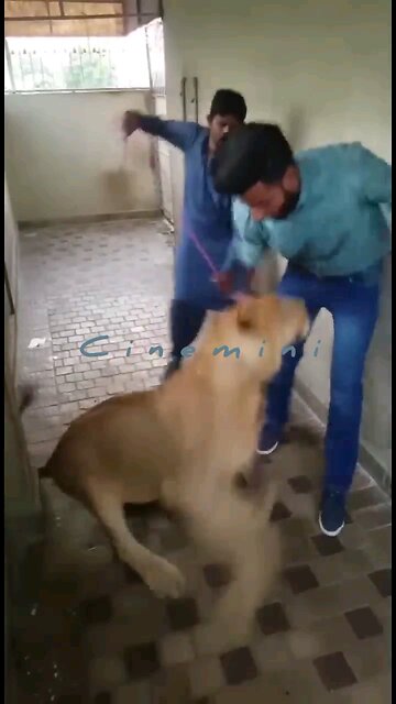 Live Wildlife Critter Cam #Snow #reolink #deer #wildlife wildlife A lion attack a man