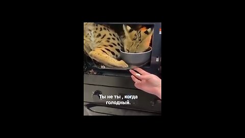 Ты не ты, когда голоден! 🙀