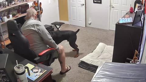Dog training