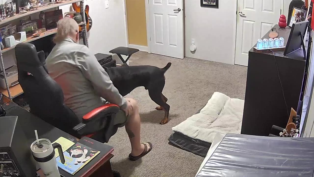 Dog training