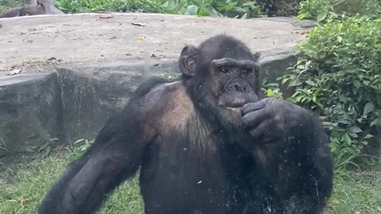 Vietnam zoo (Part 4) - sexy lips