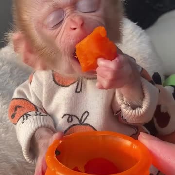 Funny monkey | hungry monkey | monkey loves fruits