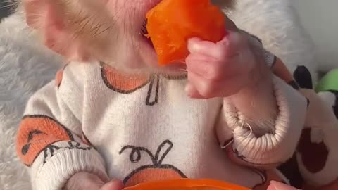 Funny monkey | hungry monkey | monkey loves fruits