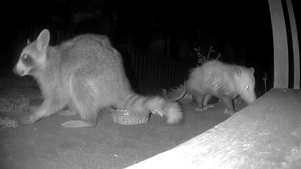 Raccoon and Opossum Share Midnight Snacks