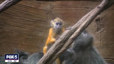 Rare baby monkey debuts at Bronx Zoo