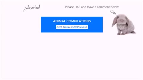 Funny video of animals