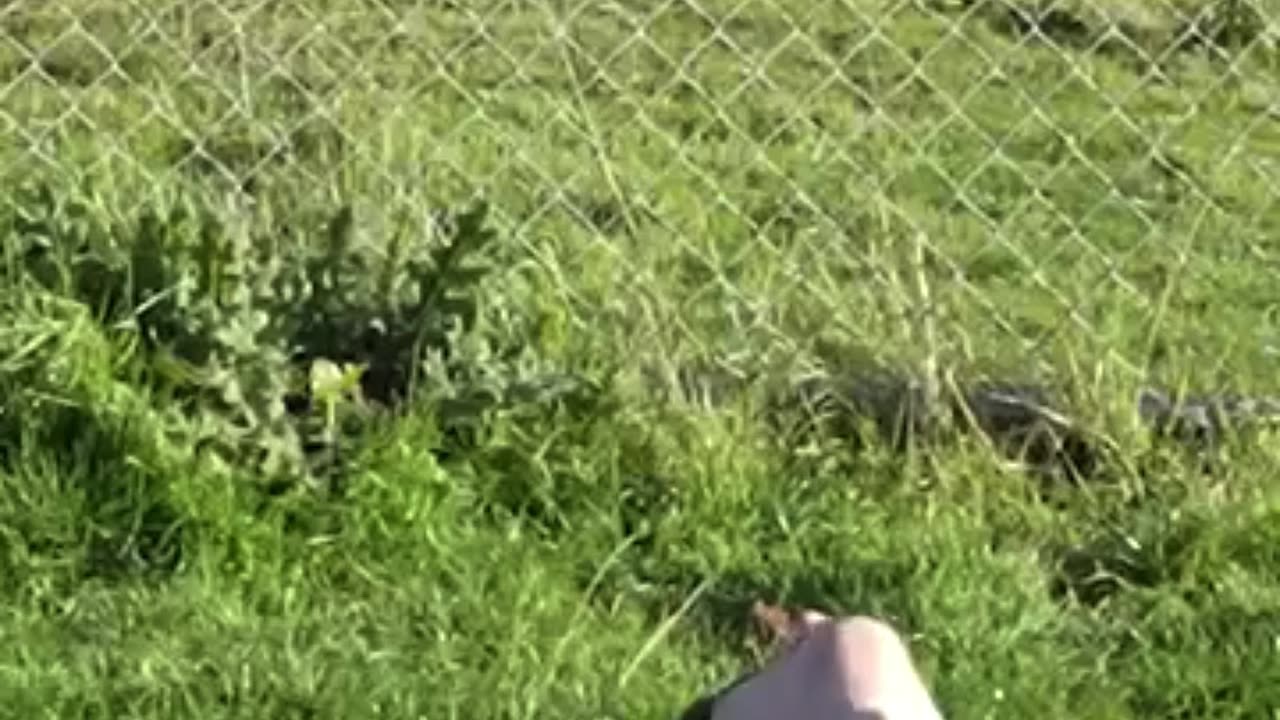 😂 How Animals Get Over a Fence 🐑 🐸 🐝 🐋