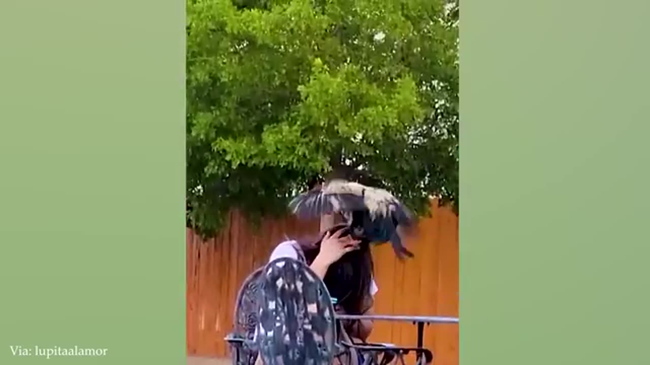 funny animal videos
