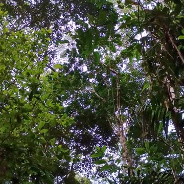 28.12.2024 Sounds of Kuranda