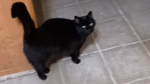 Lucky, black cat