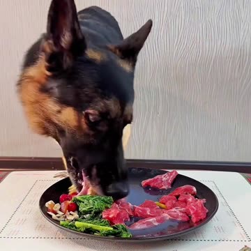 "Golden Retriever's Food Diary: First Burger Experience Reaction!"