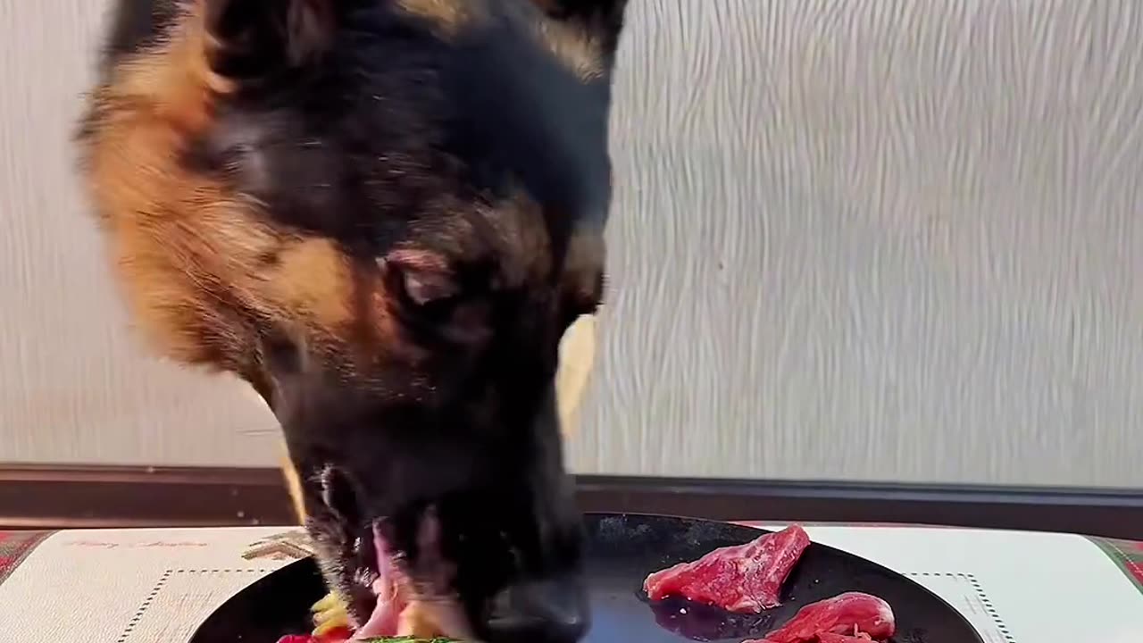 "Golden Retriever's Food Diary: First Burger Experience Reaction!"