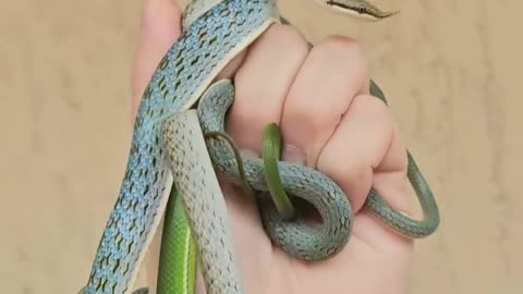 Three awesome Asian rat snakes at