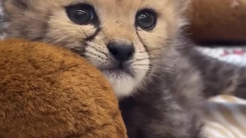 Cute baby cheetah