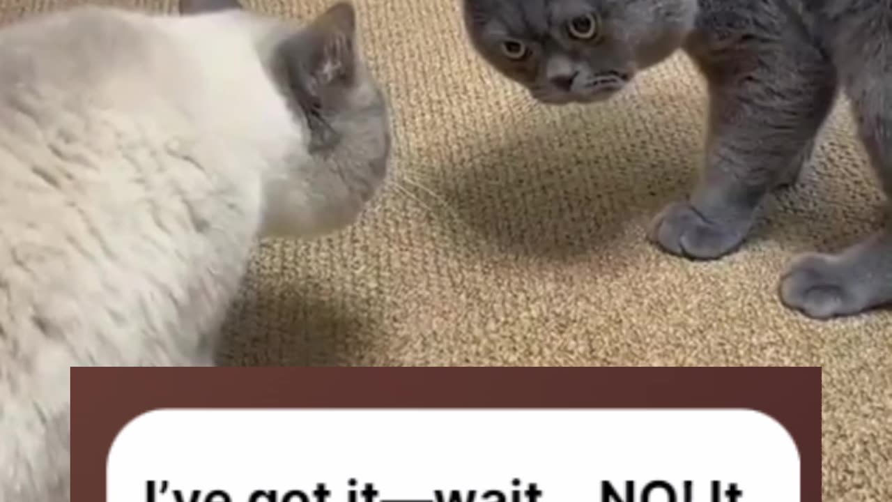 The Great Laser Chase: Muffin and Shadow’s Hilarious Battle with the Red Dot! 🐾🇺🇸 #cat #funny #memes