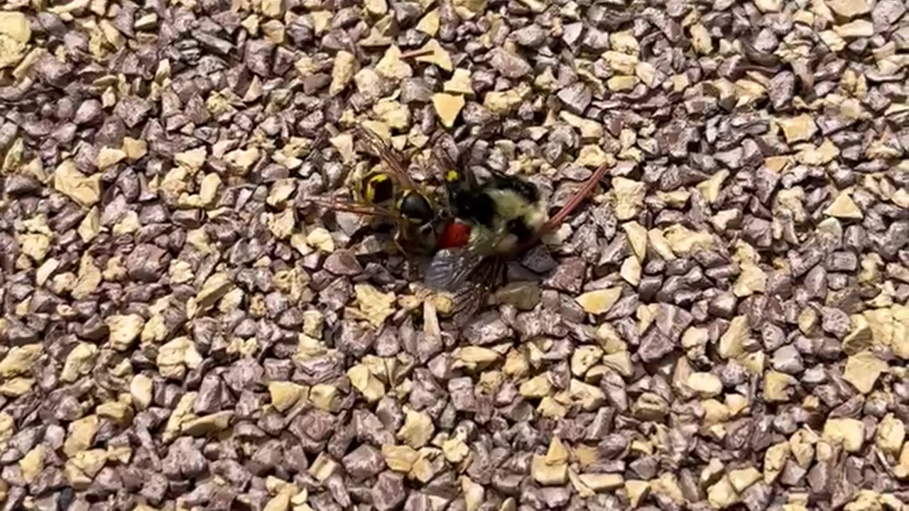 Wasps are savages, wasp eating bee